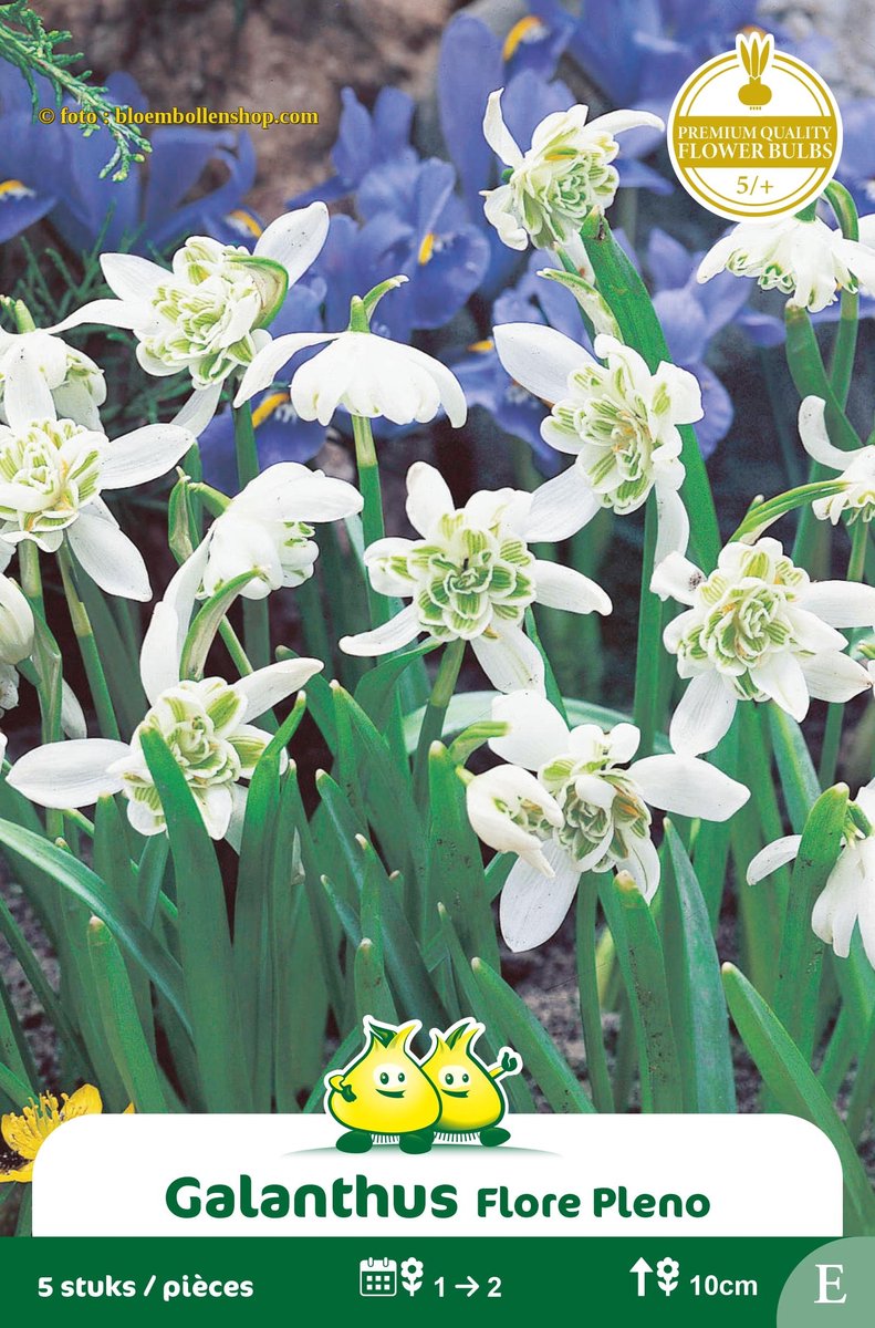 2 Zakjes Galanthus Flore pleno maat 6/+