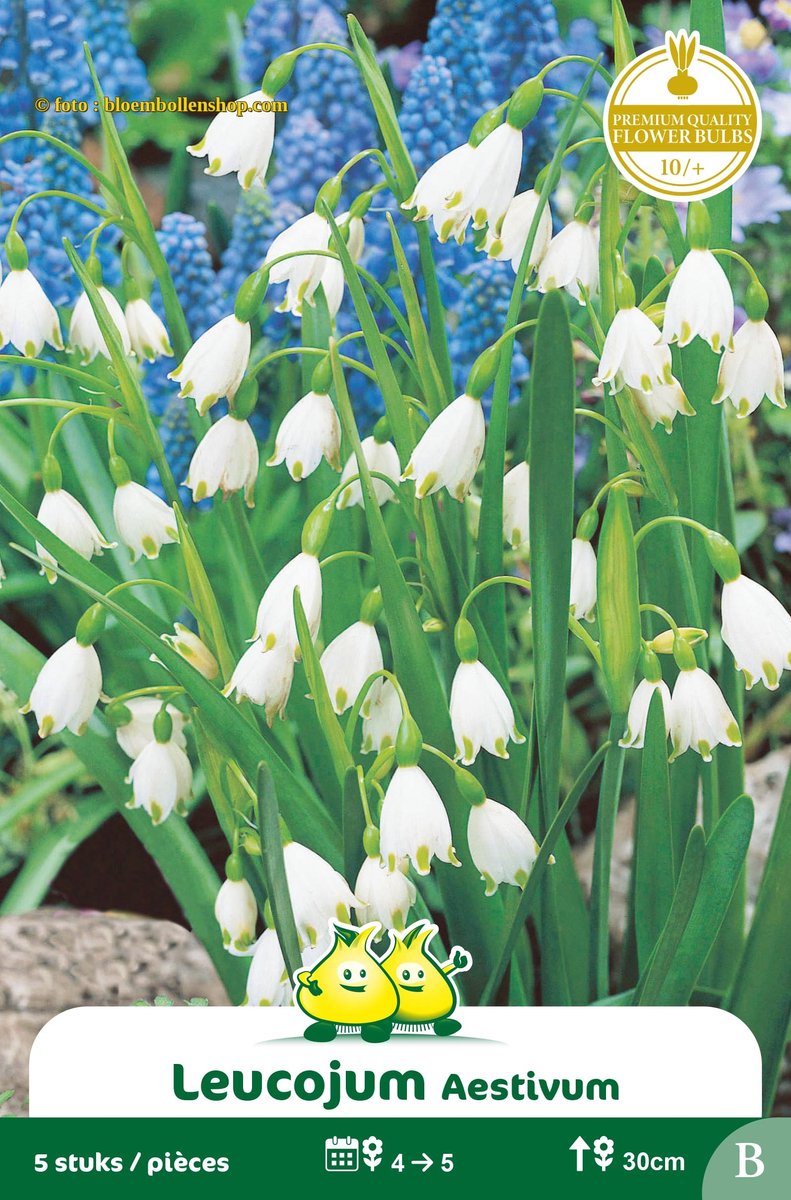 4 zakjes Leucojum Aestivum maat 10/+