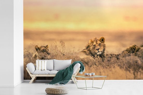 Papier peint photo vinyle - Lion et lionne couchés dans l'herbe largeur 390 cm x hauteur 260 cm - Tirage photo sur papier peint (disponible en 7 tailles)