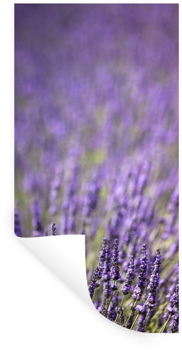 Muurstickers - Sticker Folie - Close-up van een veld paarse lavendel - 80x160 cm - Plakfol