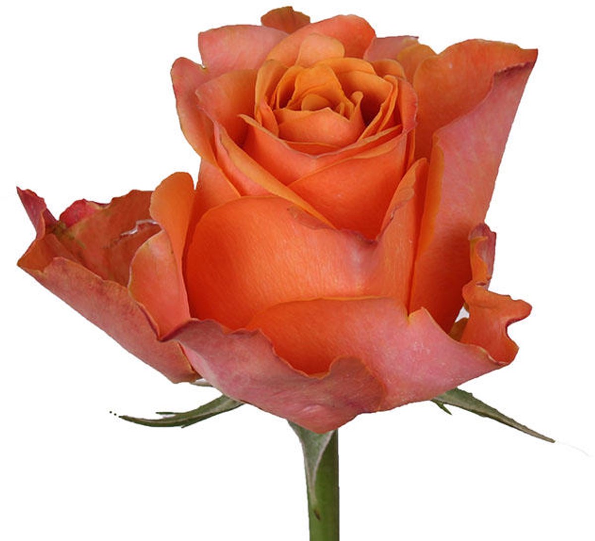 10x Rosa moccachino 80cm
