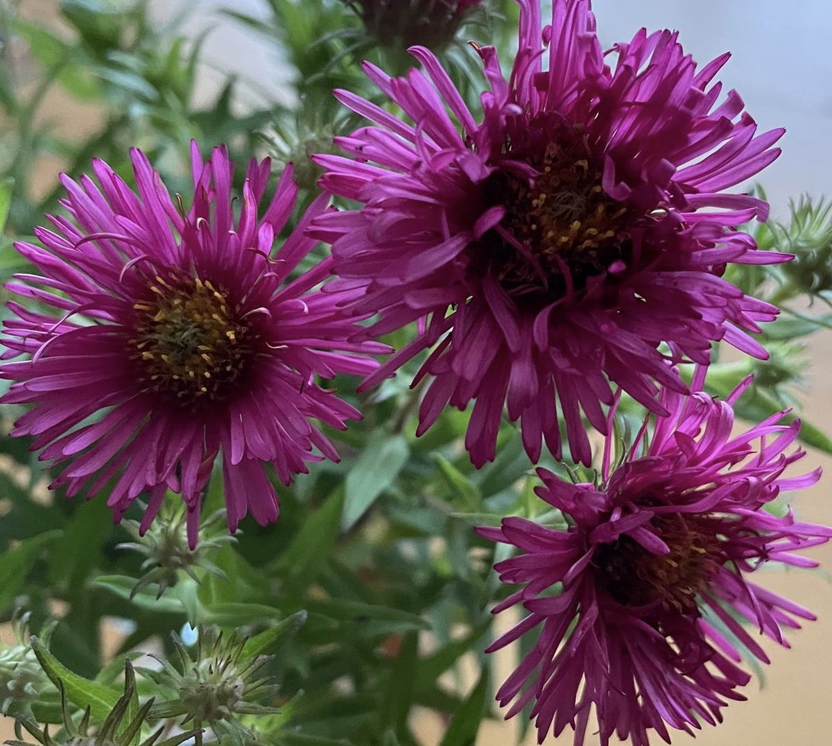 6x Aster novae angliae ‘Andenken an Alma Pötschke - Aster - P9 Pot (9 x 9cm) - Dima Vaste Planten