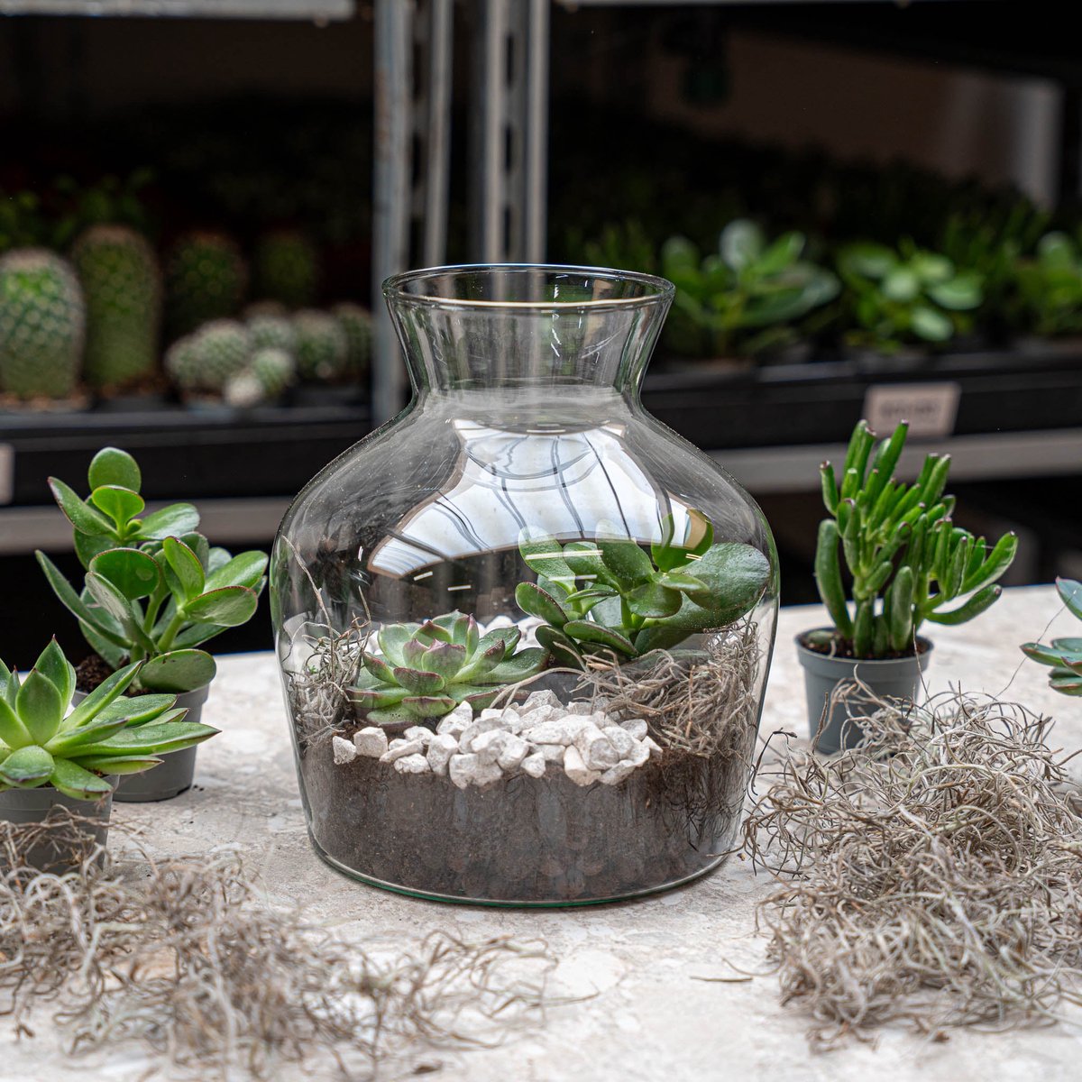 Little Joe Succulent - Open terrarium - Flessentuin DIY kit - Ø 20 cm ↑ 22 cm