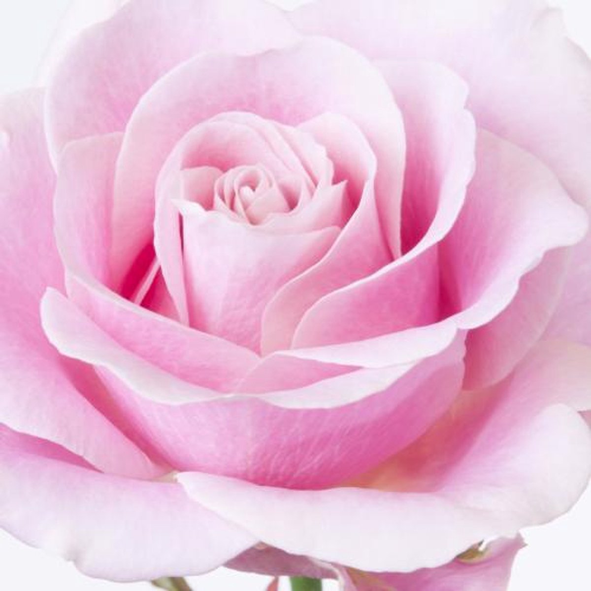 25x Rosa pink avalanche+ 60cm