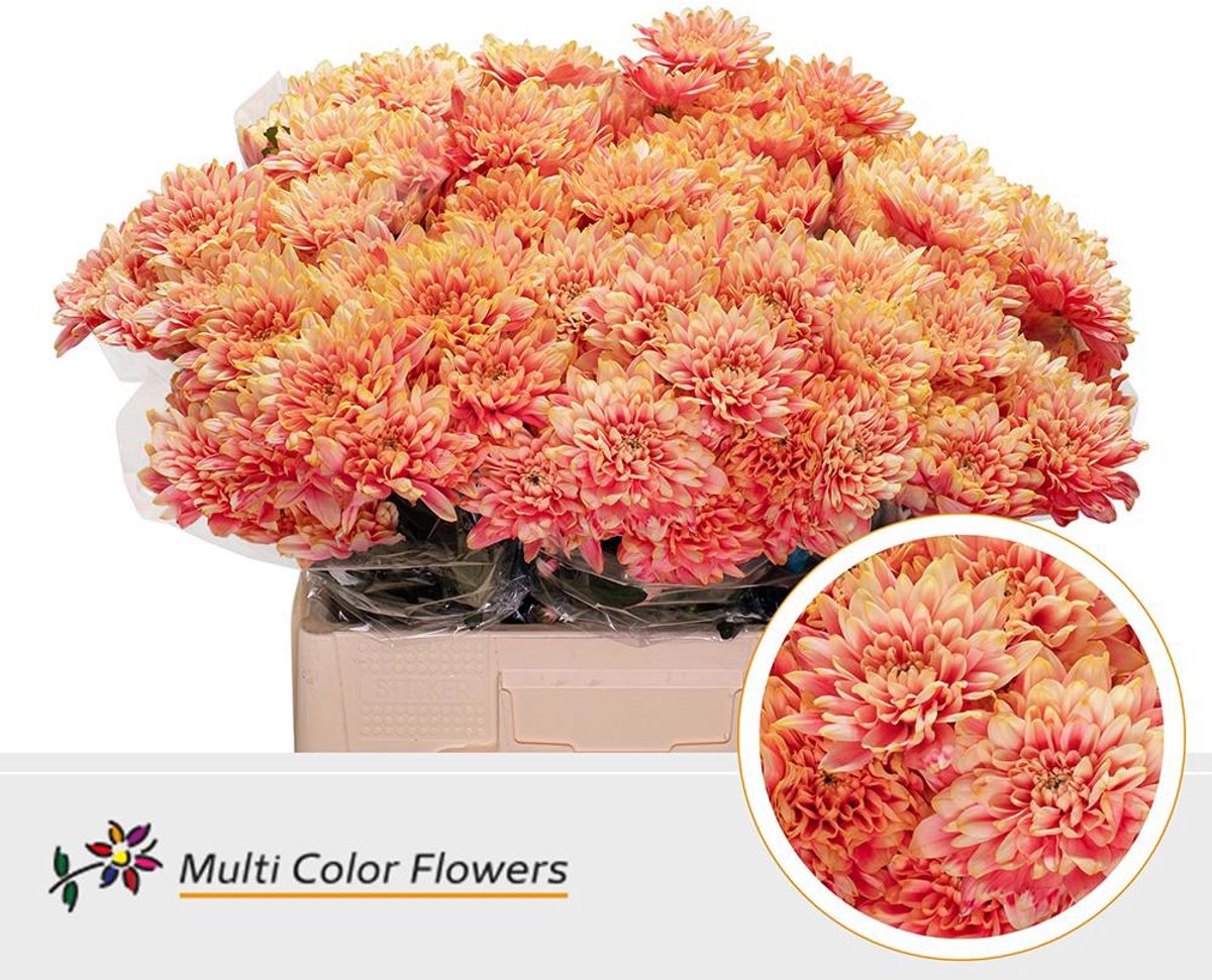 10x Chrysant overig 60cm