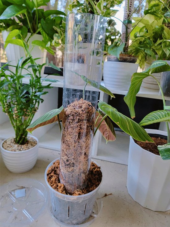 Mosstok voor Planten - Mosstok Monstera - Plantenstokken - 61cm - voor Monstera, Pothos en Meer - 6 Stuks