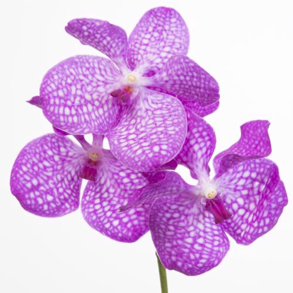 16x Vanda kan.magic pink 20cm