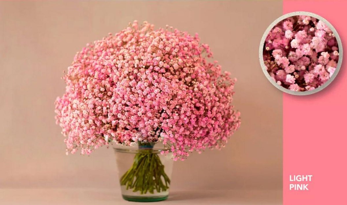 25x Gipskruid xlence roze 80cm