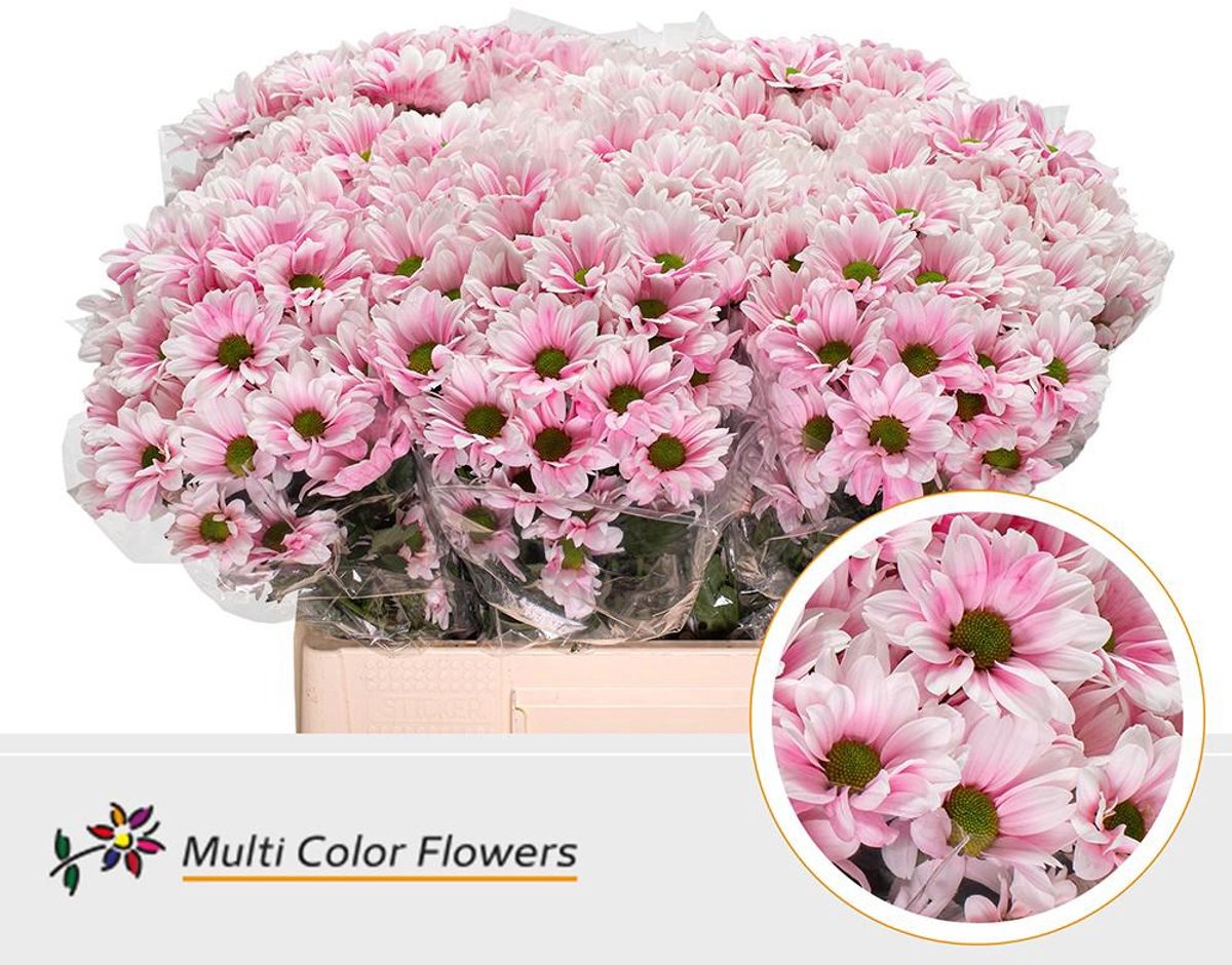 10x Chrysant overig 60cm