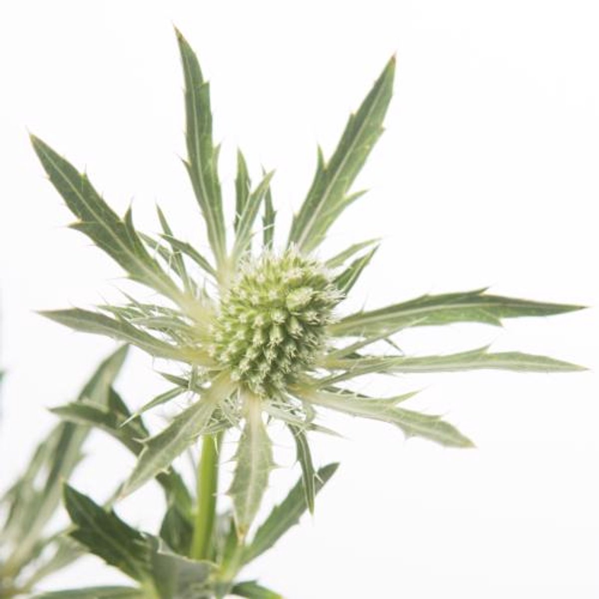 10x Eryngium sirius questar 40cm