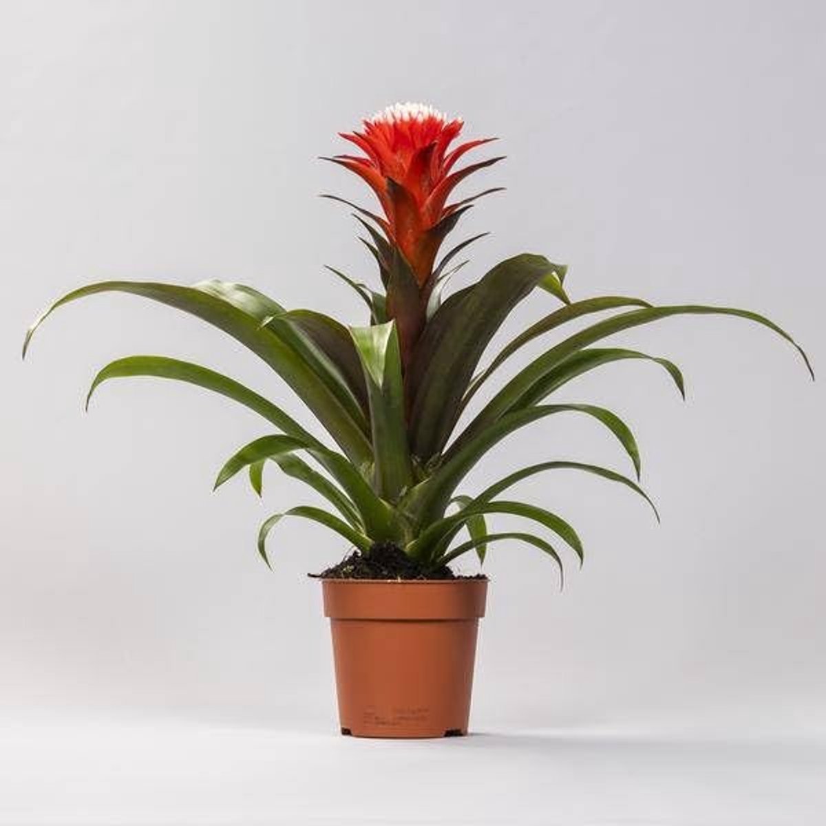 Elzusha - Guzmania Hoop Ø12cm - 40cm Hoog