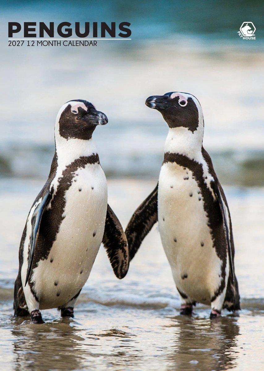 Pinguin A3 Kalender 2027