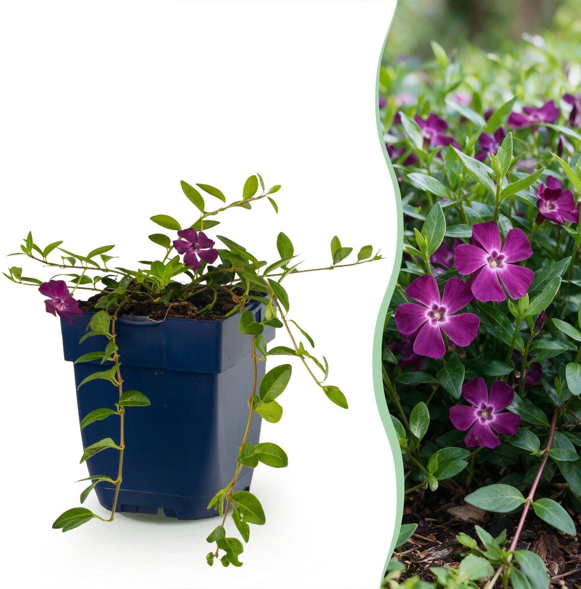 Green boutiQ - Vasteplant - Vinca minor Atropurpurea - Maagdenpalm - Bodembedekkend - Paars - 24 Planten - Pot 11cm - Hoogte 15-25cm