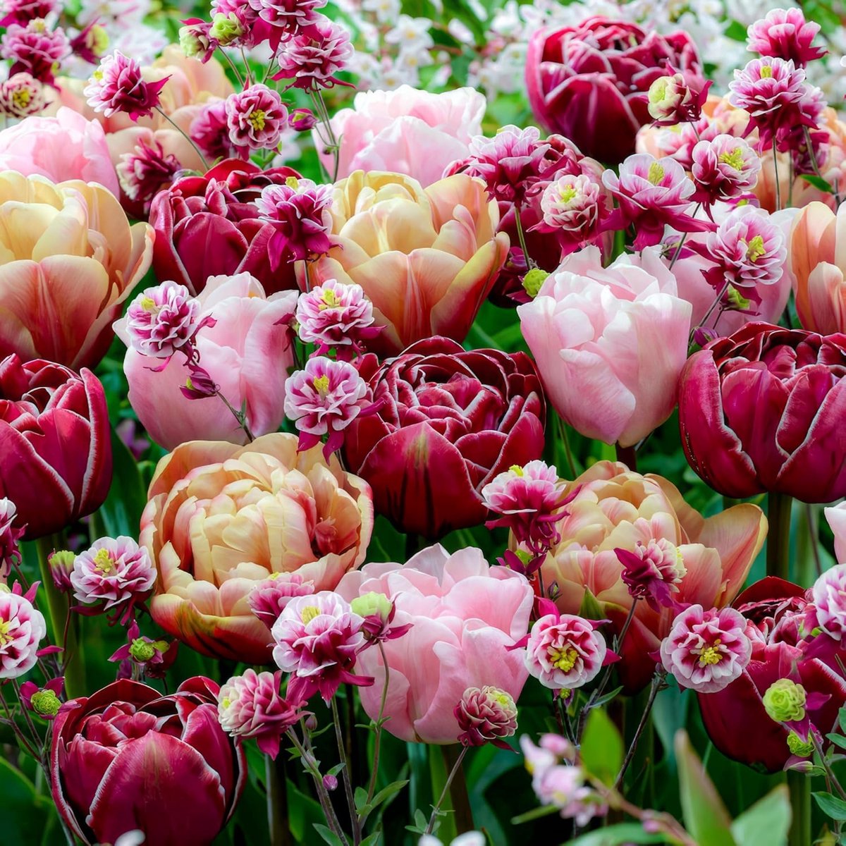 Tulpen Bloembollen Winterhard - Double Bloom - 25 stuks - Meerkleurig - Bloem Bollen Mix - Tulpenbollen Meerjarig