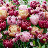 Tulpen Bloembollen Winterhard - Double Bloom - 25 stuks - Meerkleurig - Bloem Bollen Mix - Tulpenbollen Meerjarig