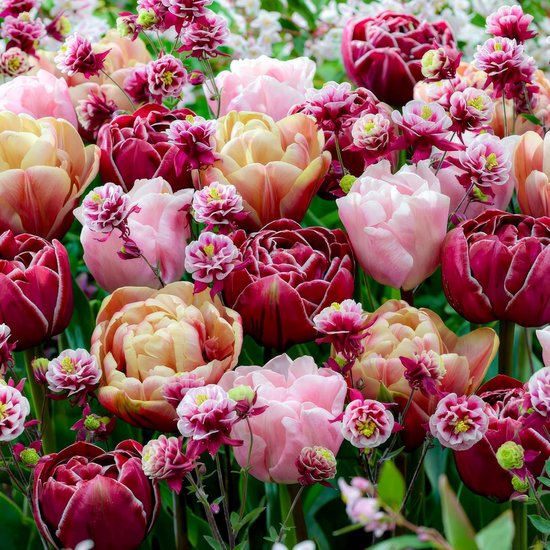 Een veld met dubbele tulpen in roze, crèmekleurig en bordeauxrood, met kleine paarse bloemetjes ertussen.