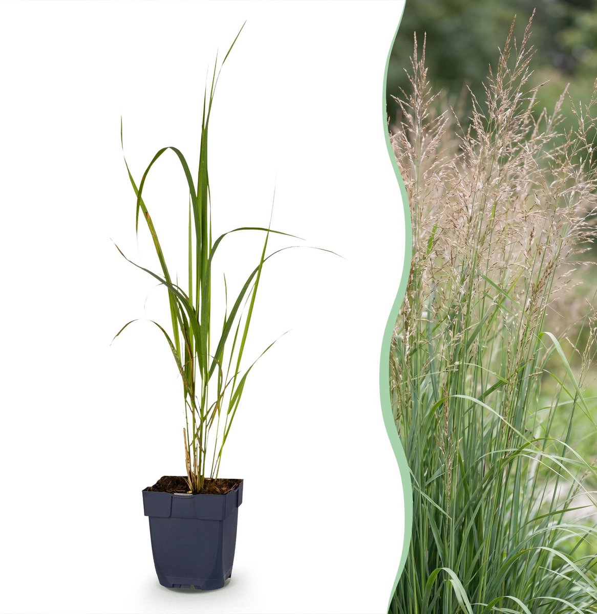 Green boutiQ - Grassen - Molinia arund. Karl Foerster - Pijpestrootje - Met Pluim - Groen - 1 Plant - Pot 11cm - Hoogte 15-25cm