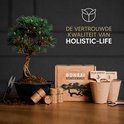 Bonsai starterset met een groene dennenboom, potten, schaar en zaden van Lilac, Jacaranda, Blue Spruce.