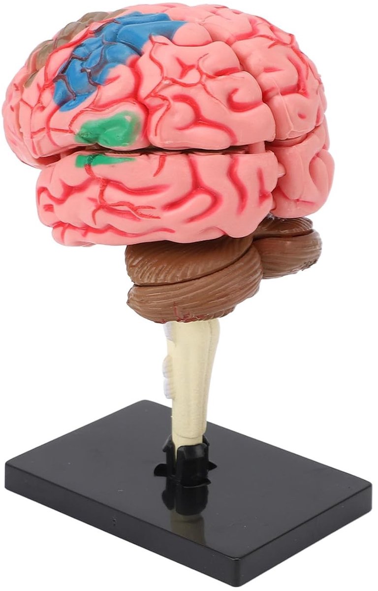 Neuroanatomisch Model van de Menselijke Hersenstructuur met Basis, Eenvoudige Montage en Veelzijdige Toepassingen voor Onderwijs en Display