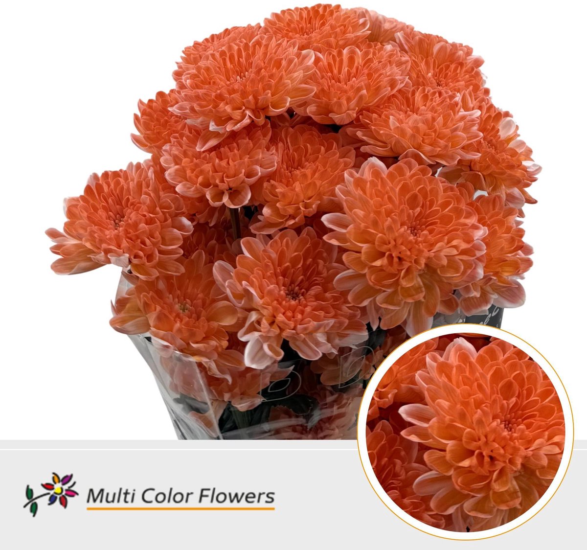 10x Chrysant overig 60cm