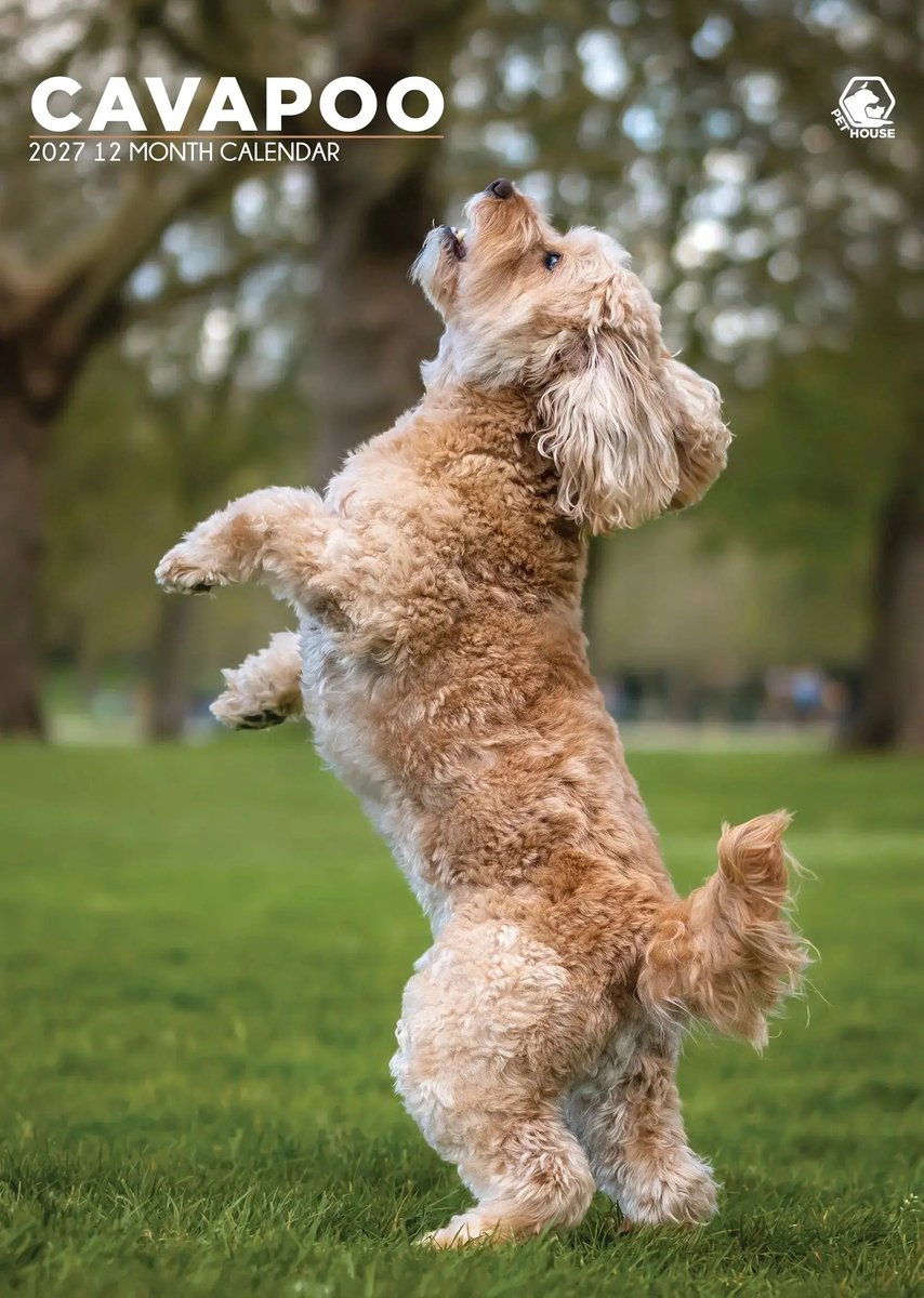 Cavapoo A3 Kalender 2027