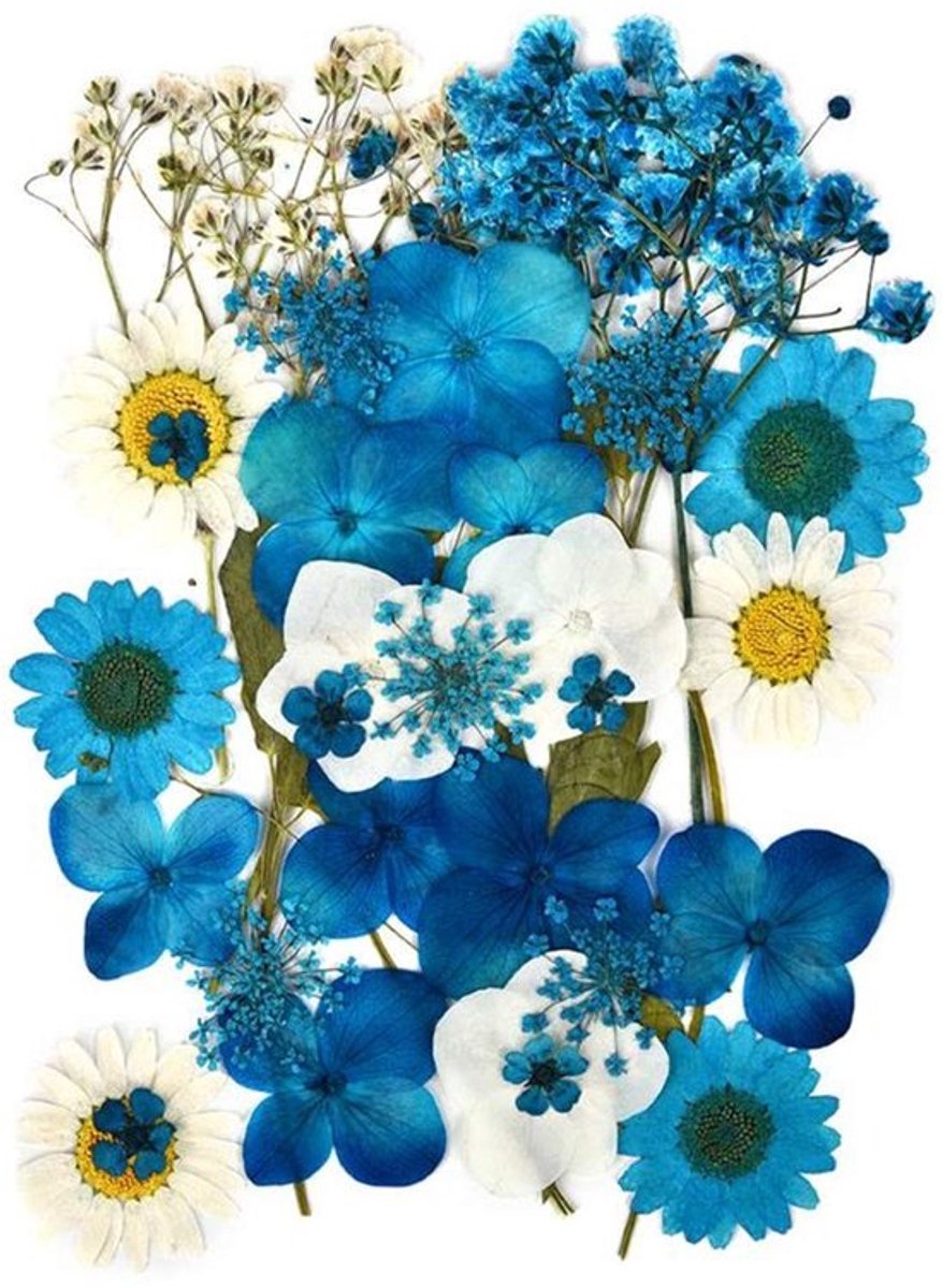 Cosensi - Dailygoods - Dailygoody - Natuurlijke gedroogde bloemen - Decoratief