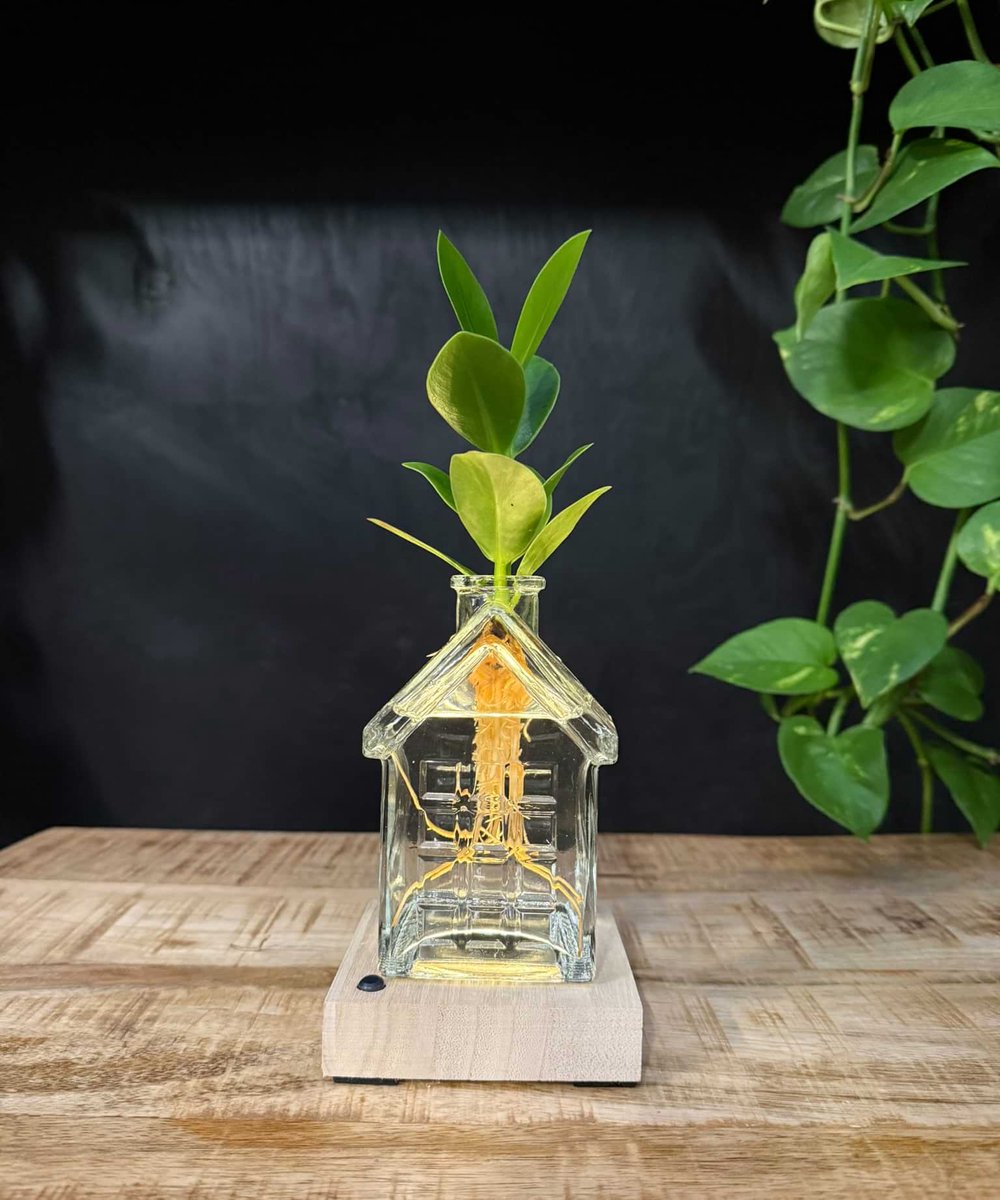 Intenz | Oslo | Glazen huisje met plant op water | Clusia Rosea