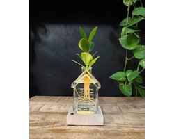Intenz | Oslo | Glazen huisje met plant op water | Clusia Rosea