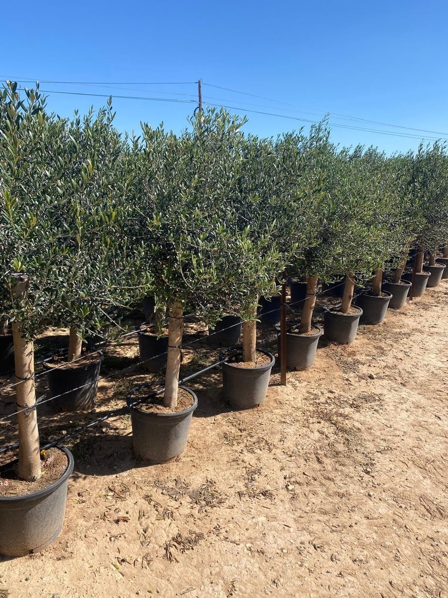 Dailygoods- Olijfboom 190 centimeter - A+ Kwaliteit - Winterhard tot -18 - Olea Europea Lechín - Sierboom - Weerstand tegen vorst en droogte - Olijfplant