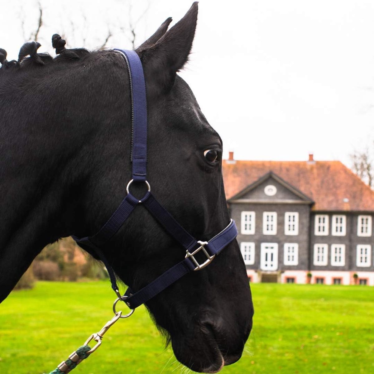 Pferdelinis Halter for hot blood, thoroughbred, cold blood, bangs, barrel halter, willow barbell, 2-gang adjustable - ShopVlot