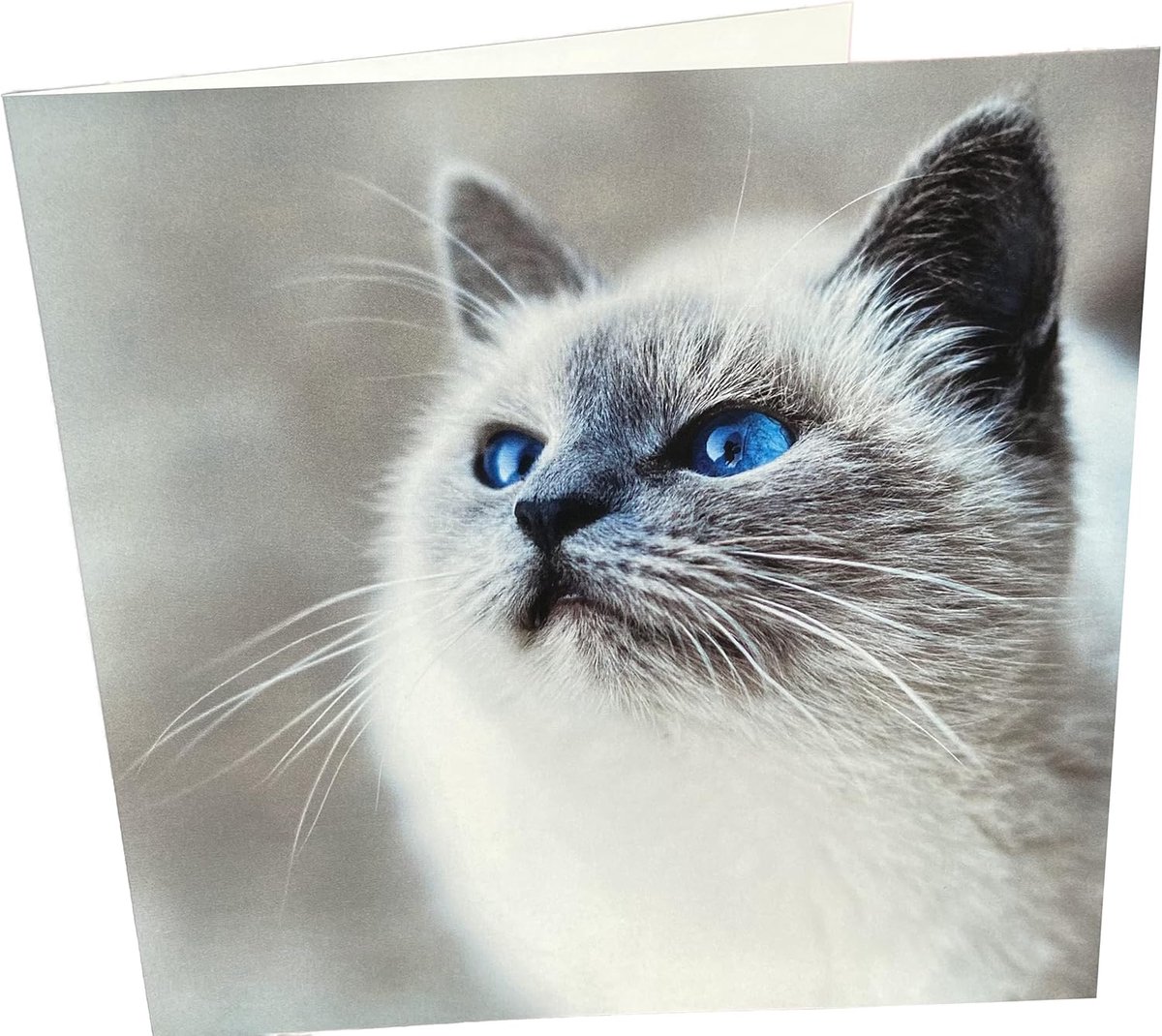 Happy Cat Square Blank Birthday Card - ShopVlot