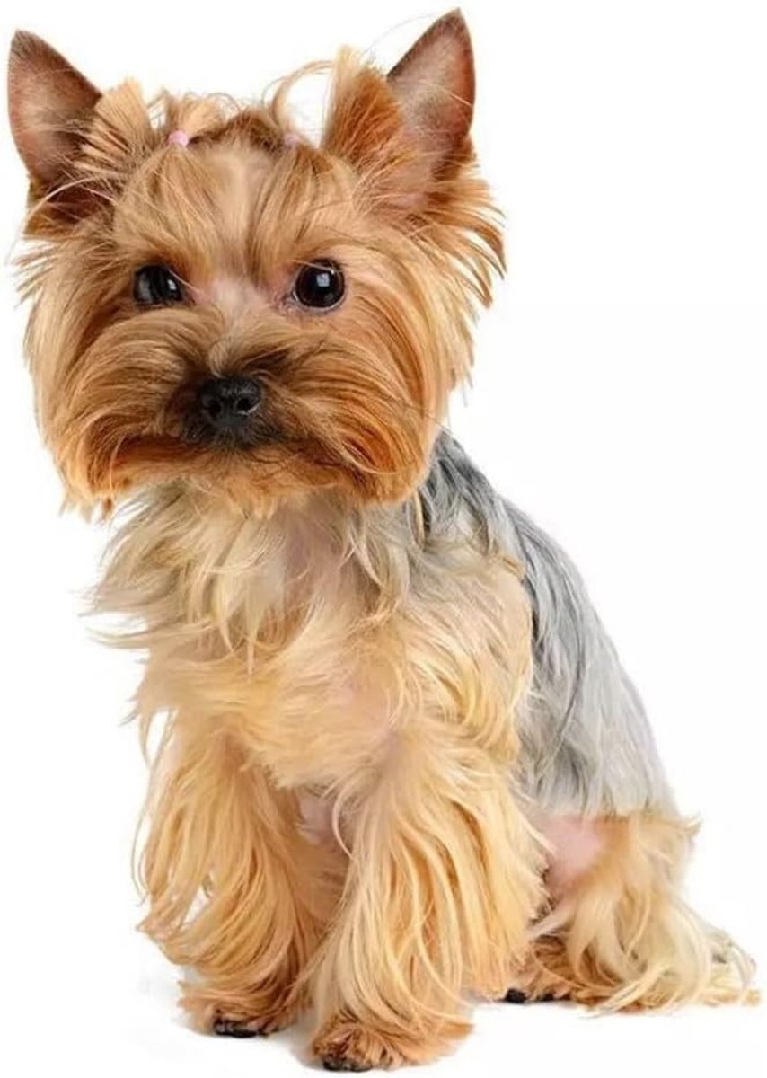Terrier stickers, reflecterend, grappige waterdichte stickers voor laptop, koelkast, auto, bumper (25 cm/9,8 inch)