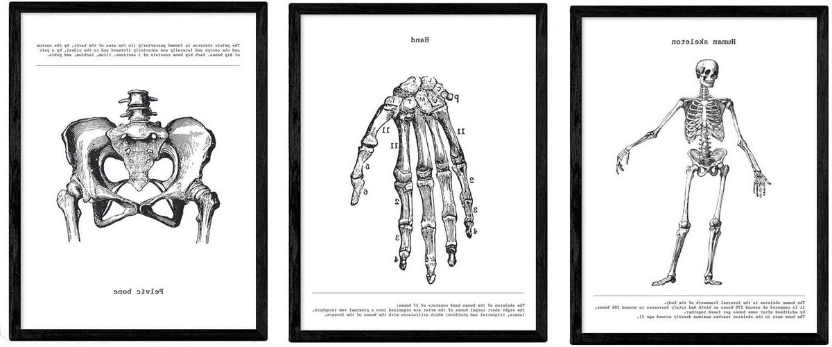 Anatomie Posters Set - Lichaam Posters - Studie Hulp - Vintage Zwart-Wit Stijl - A4 Formaat - Zwart-Wit