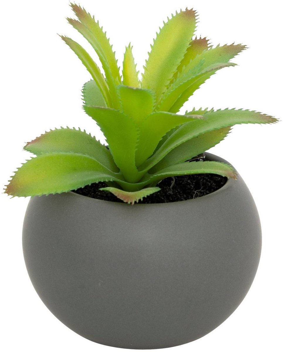 Vetplant in pot ANDA