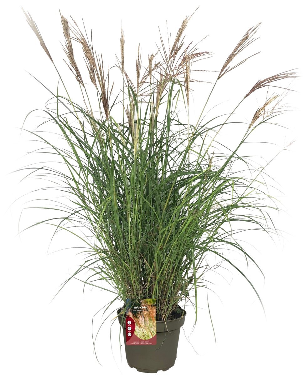 GARDENZO - 1x Prachtriet - Miscanthis sinensis 'Red Chief' XXL - in 23 cm. pot