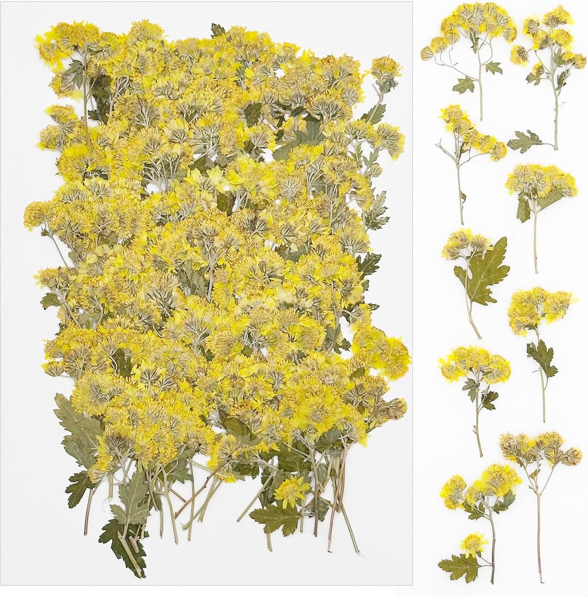 SnelShoppen - 100 Stuks Natuurlijke Gedroogde Bloemen, Daisies, Gedroogde Bloemen voor Resin, Persbloemen voor DIY Kaarsen, Sieraden, Resin Projecten