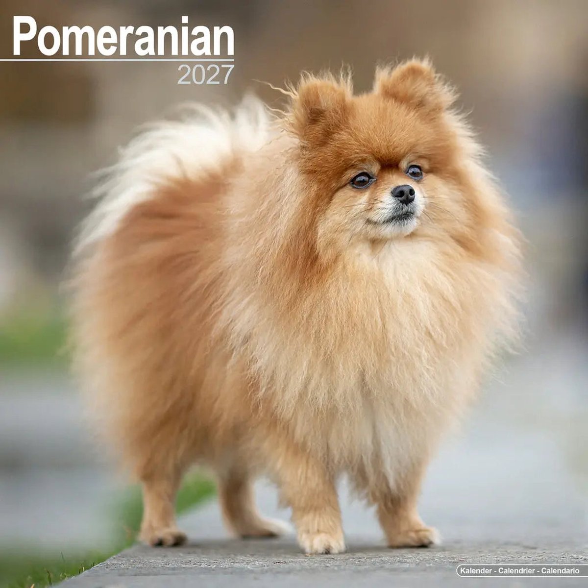 Pomeranian Kalender 2027