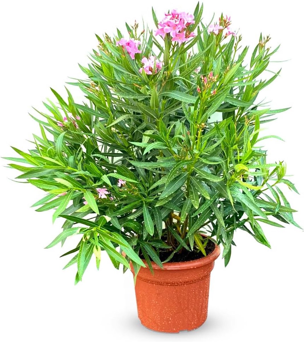 SnelShoppen - Oleander roze 80-100 cm in pot - altijd groene Nerium Oleander - ideale tuinplant voor balkon, terras en tuin