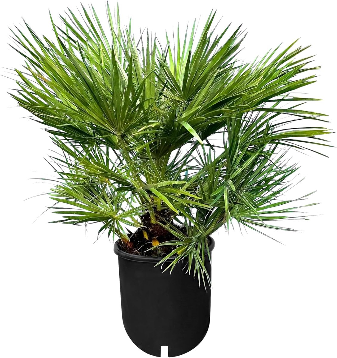 SnelShoppen - Chamaerops Humilis Dwergpalm - Winterharde Palmboom voor Binnen en Buiten - Compacte Groeivorm tot 200 cm Hoog - Mediterrane Flair voor