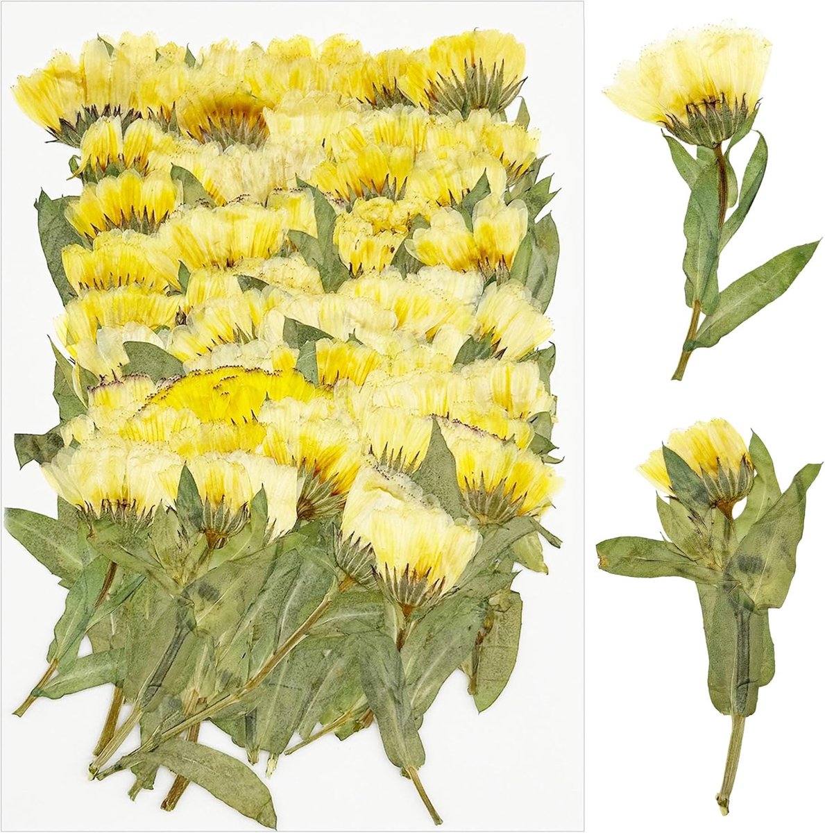 SnelShoppen - 60 Stuks Gedroogde Resin Bloemen - Natuurlijke Persbloemen voor DIY Kaarsen, Sieraden - Chrysanten - Kleurrijk en Uniek
