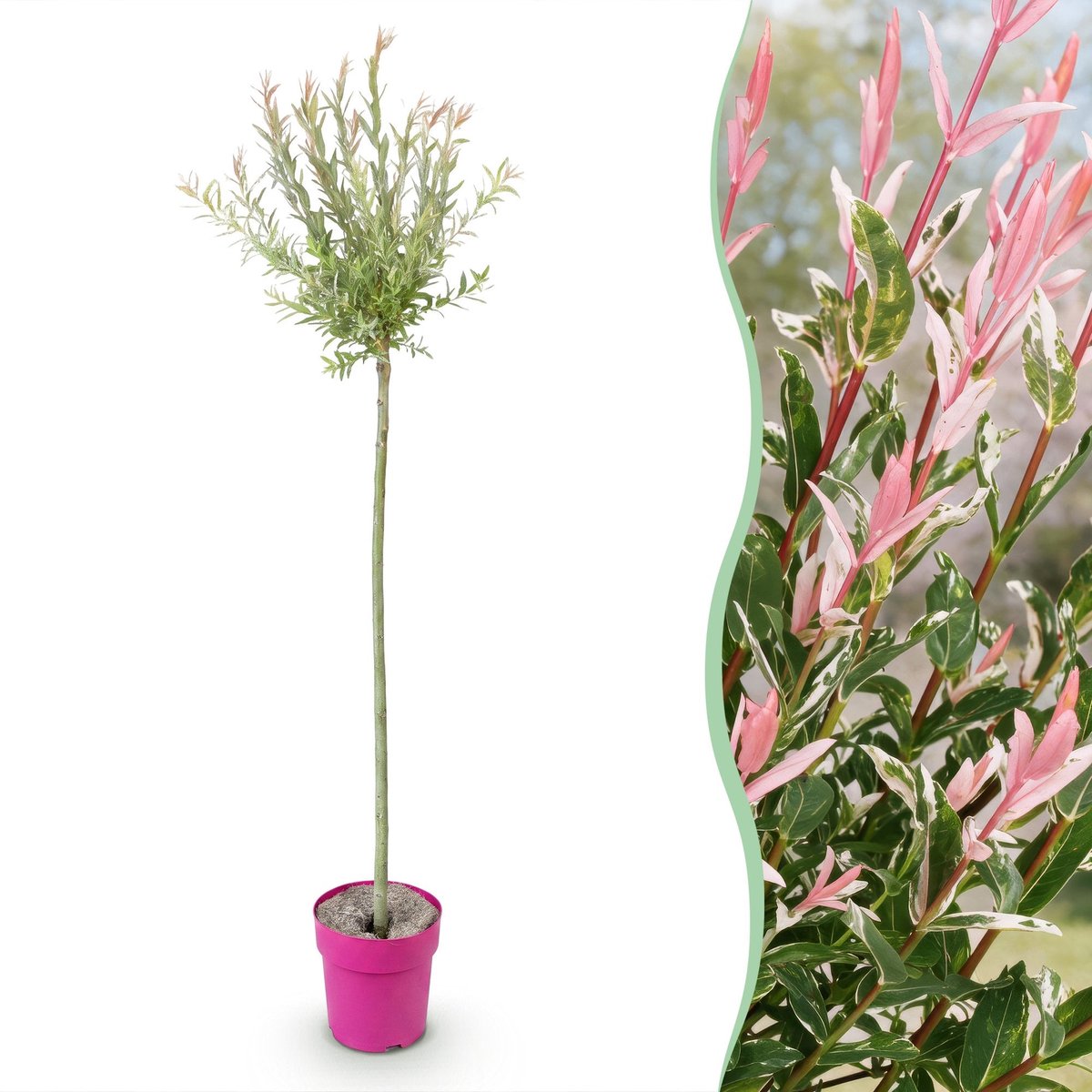 Green boutiQ - Salix Flamingo - Flamingo wilg - Bont Roze - Boom - Ø23cm - 140-160cm