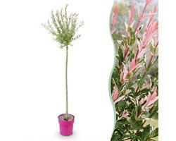 Green boutiQ - Salix Flamingo - Flamingo wilg - Bont Roze - Boom - Ø23cm - 140-160cm