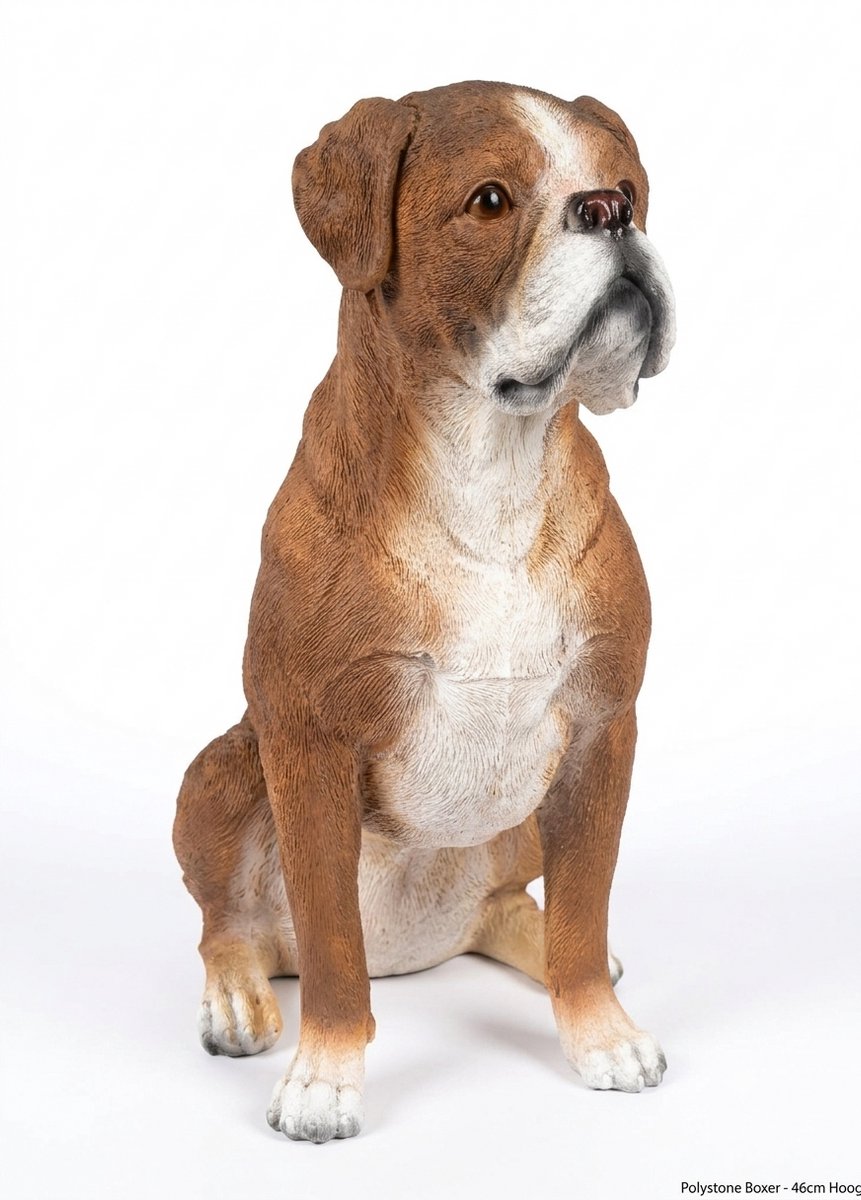 Funproducts.nl Boxer Beeld – Zittende Hondenfiguur – Geel / Hertbruin met Wit – Binnen & Buiten – Polystone – 46 cm Hoog – Realistisch Tuinbeeld & Woondecoratie