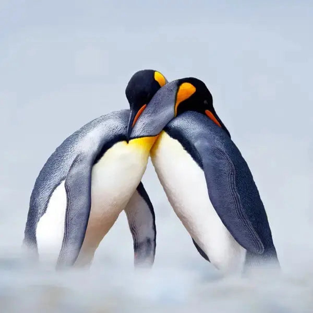 Pinguin Kalender 2027