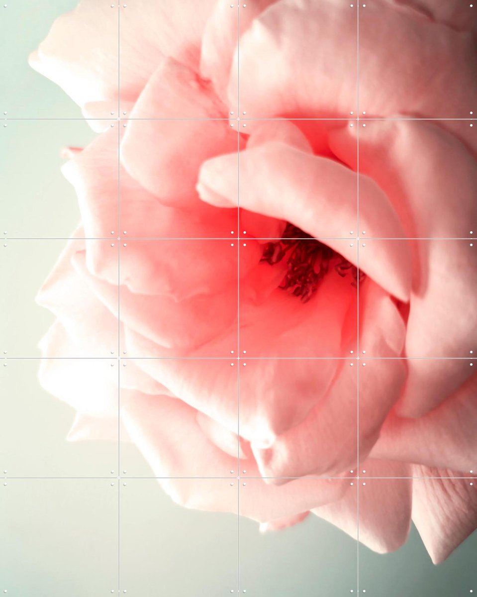 IXXI Pink Kiss, Angelo Cerantola - 80 x 100 cm - Gratis ophangtool - Grote wanddecoratie en posters - Fotografie, Slaapkamer, Woonkamer, Bloemen
