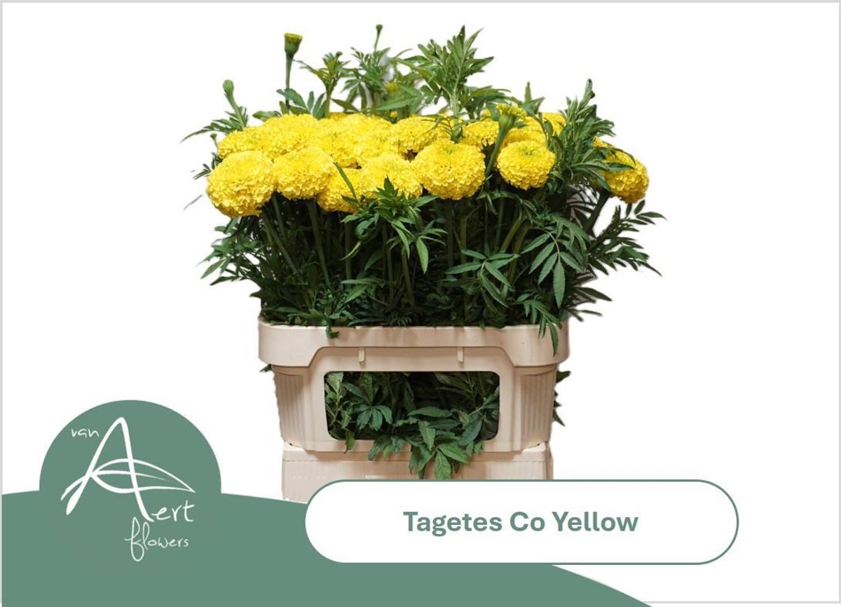 10x Tagetes coco yellow 80cm