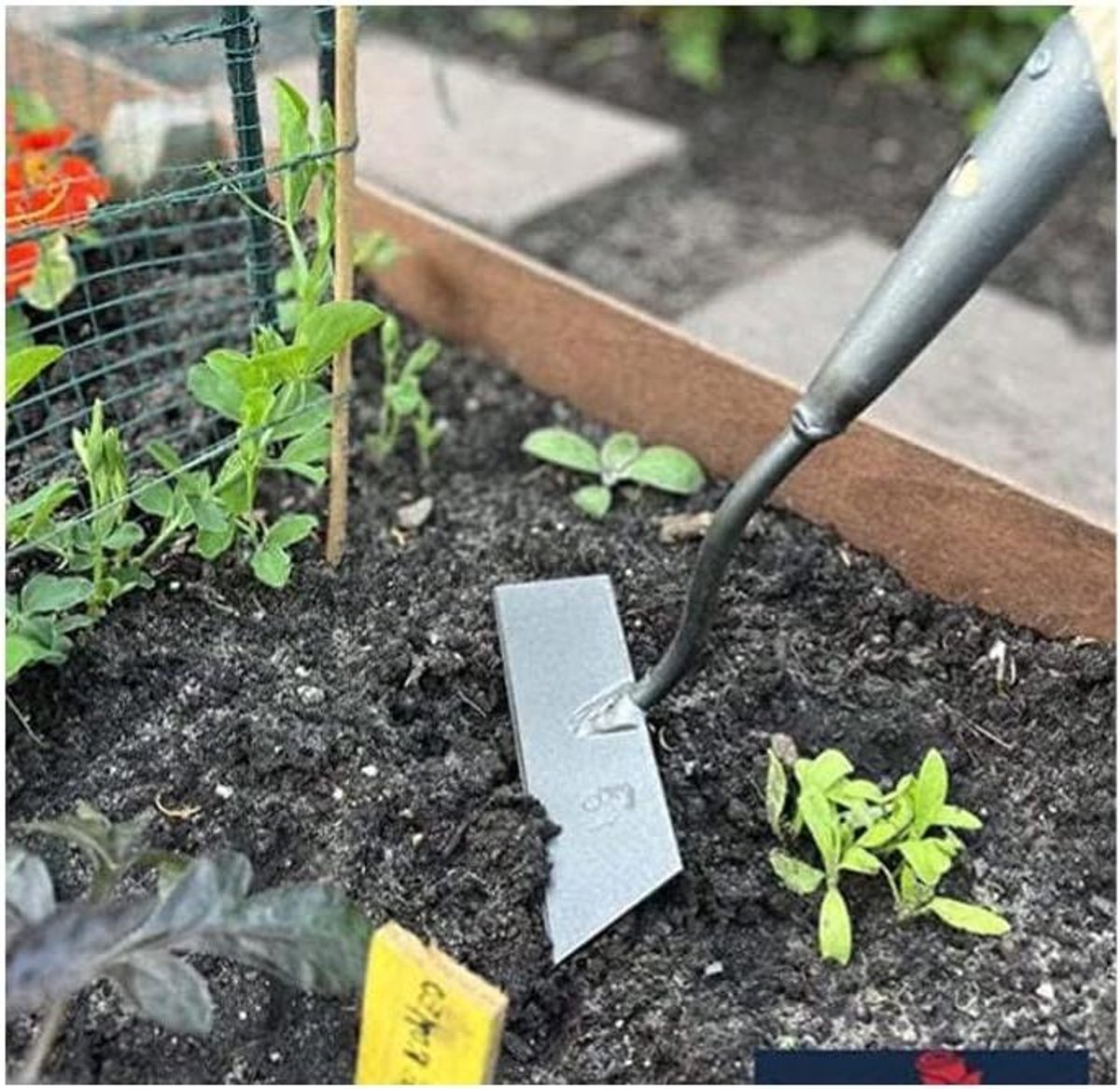 Rechte Schoffel - Onkruidsteker Tuin - Onkruid Verwijderen - Los Gesmeed - 16cm - Metaal