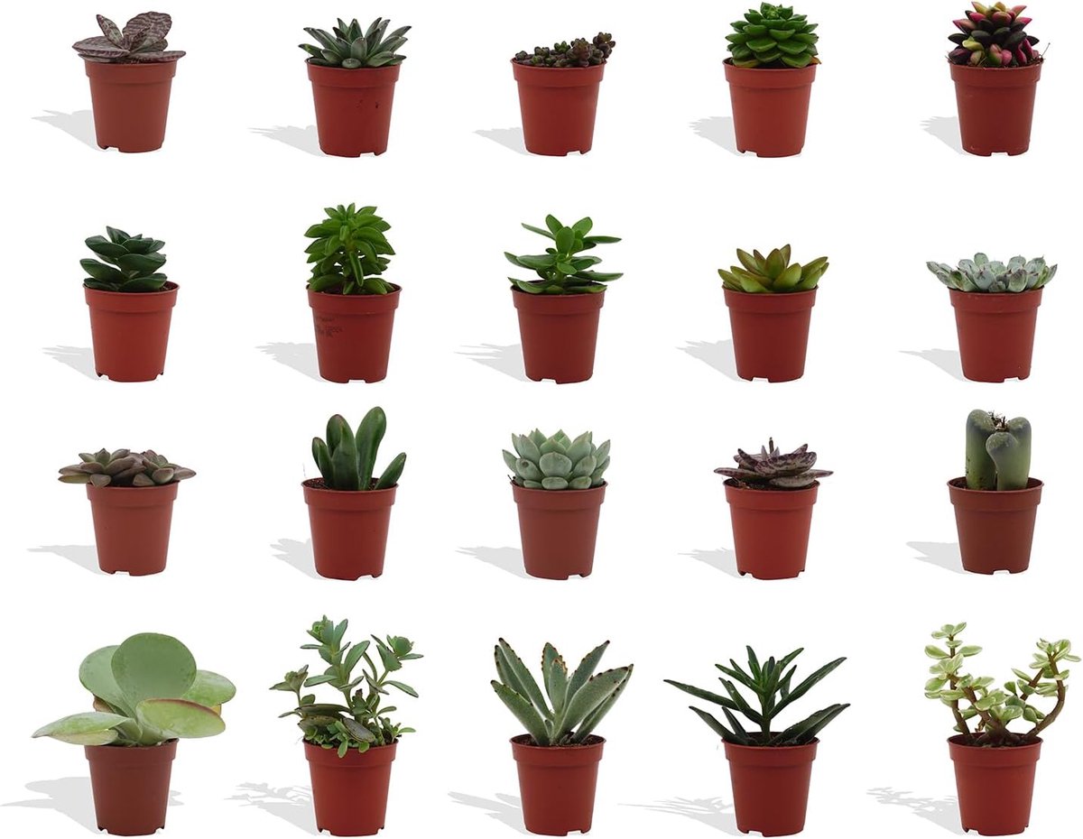 SnelShoppen - Succulenten Mix - 20 Stuks - Kweekpot 5,5 cm - Hoogte 8-15 cm - Mini Planten - Indoor Planten - Unieke Variatie voor Elk Interieur