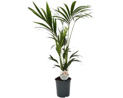 Trendyplants - Kentia Palm - Howea Forsteriana - Kamerplant - Hoogte 120-140 cm - Potmaat Ø21cm