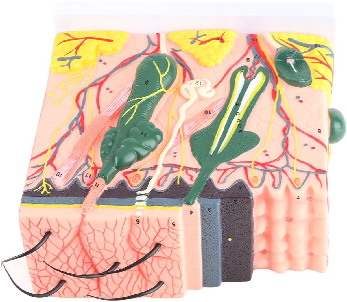 SolidKeus - 50X Vergroot Huidanatomiemodel voor Biologie en Onderwijs